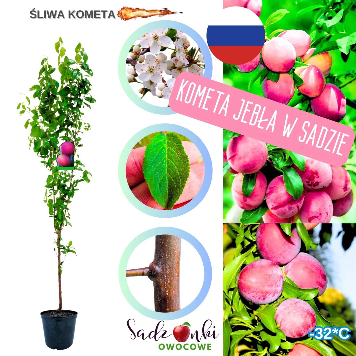 śliwa kometa – sadzonka drzewa owocowego z bryłą korzeniową, gotowa do posadzenia w gruncie