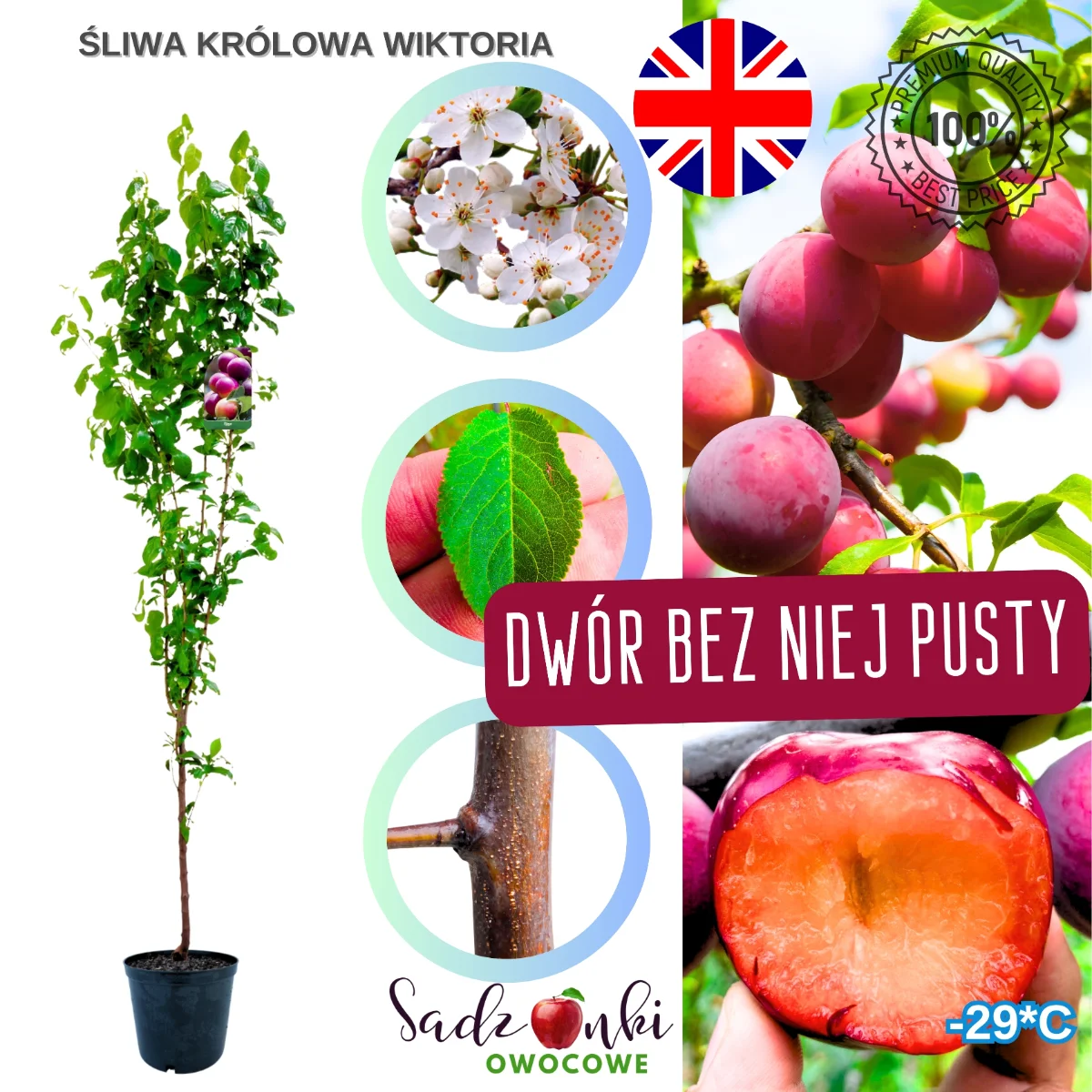 śliwa królowa wiktoria – sadzonka drzewa owocowego z bryłą korzeniową, gotowa do posadzenia