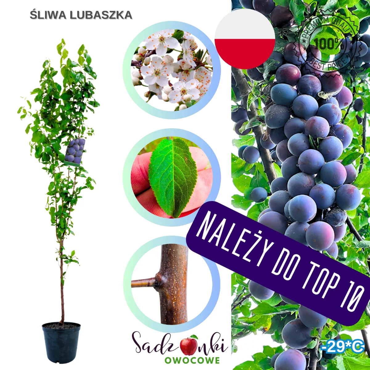 śliwa lubaszka sadzonka drzewa owocowego gotowa do sadzenia