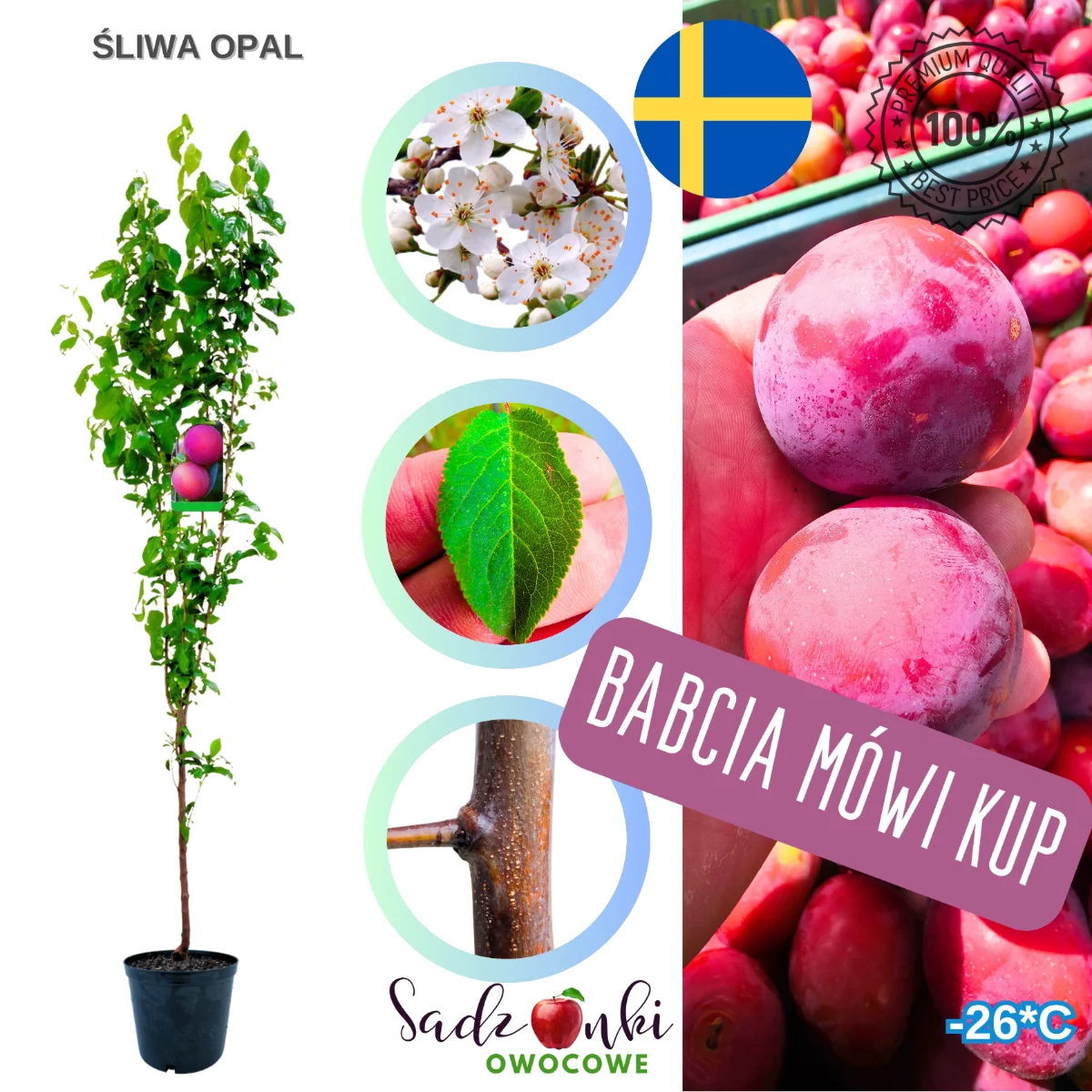 śliwa opal – sadzonka drzewka owocowego w donicy, przygotowana do sadzenia w ogrodzie