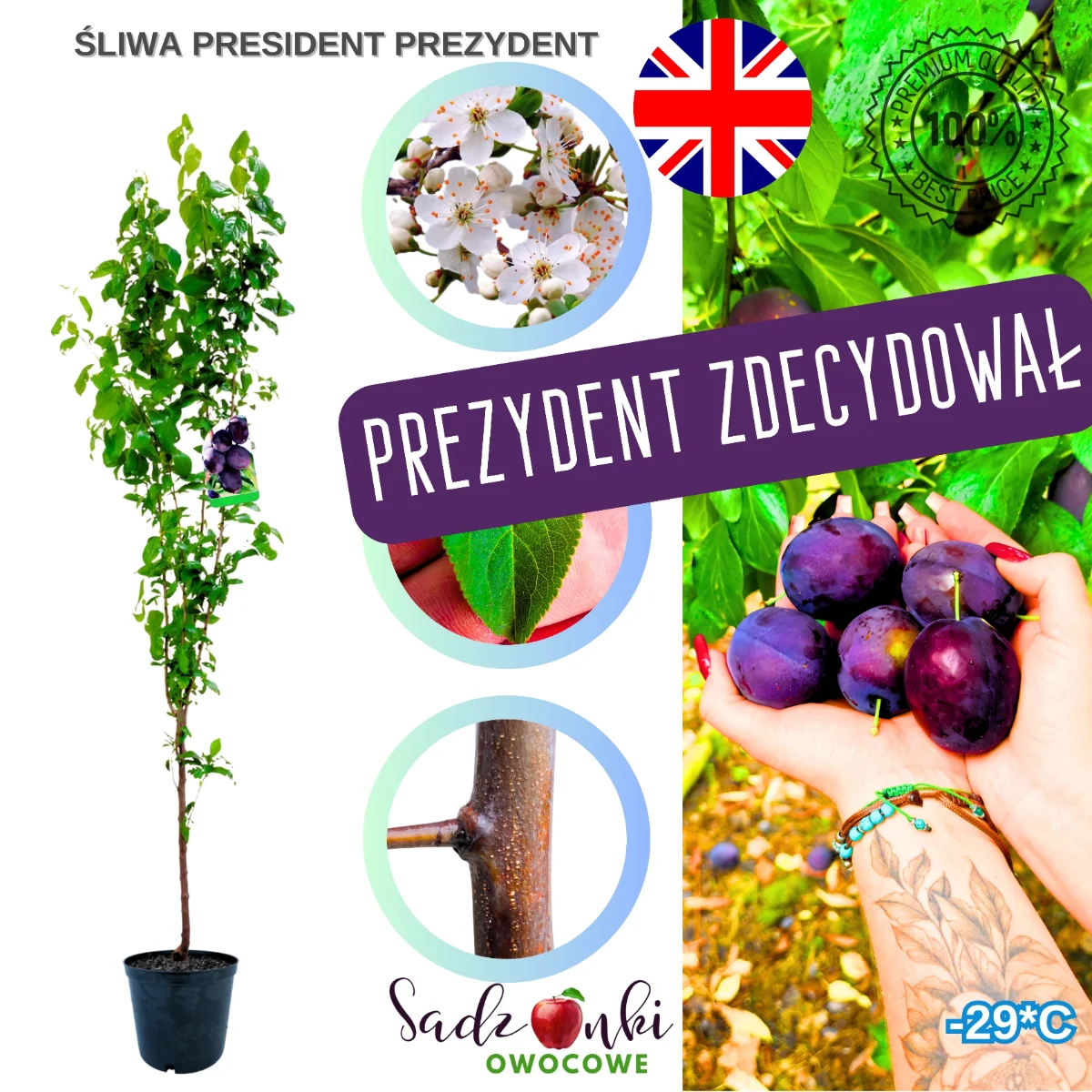 śliwa prezydent – sadzonka drzewka owocowego w donicy, przygotowana do sadzenia w ogrodzie