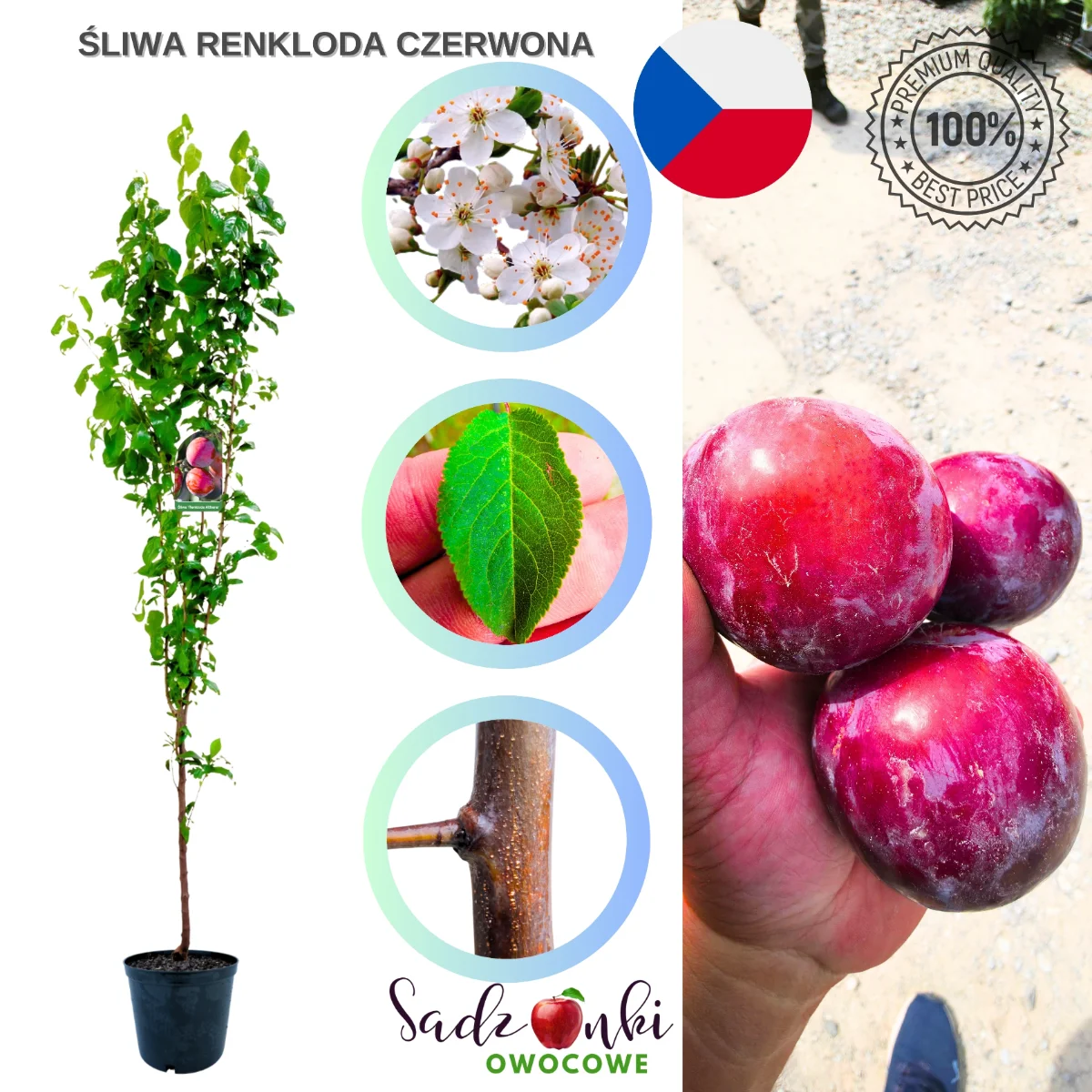 śliwa czerwona renkloda – sadzonka drzewa owocowego z bryłą korzeniową, gotowa do sadzenia