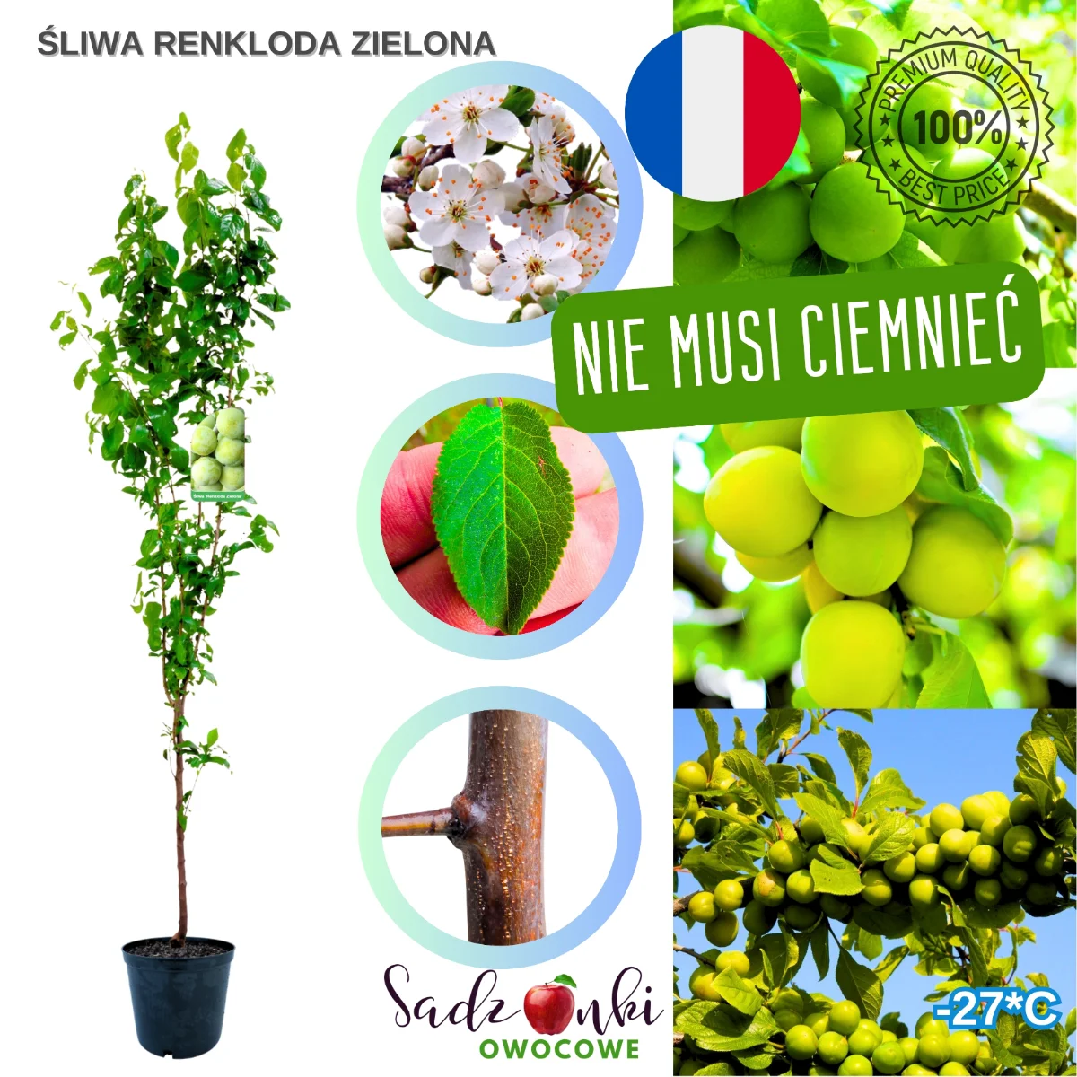 śliwa renkloda zielona – sadzonka drzewa owocowego z bryłą korzeniową, gotowa do uprawy ogrodowej