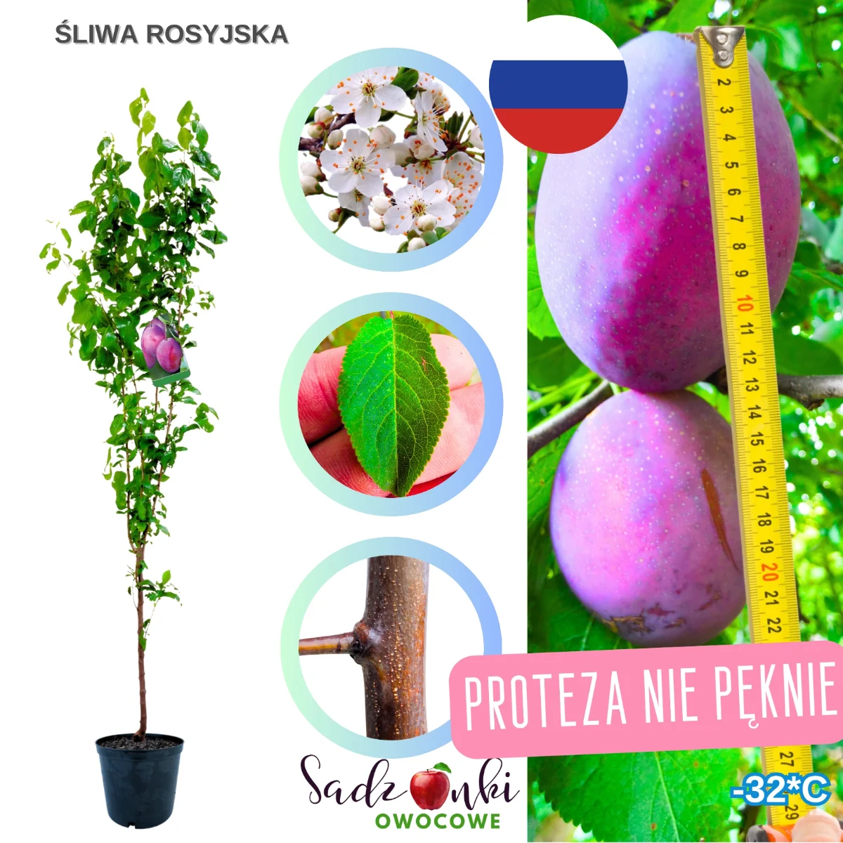 śliwa rosyjska – sadzonka drzewa owocowego, odporna odmiana do ogrodu