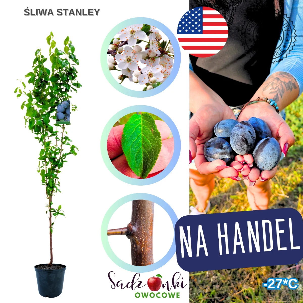 śliwa stanley sadzonka drzewka owocowego przygotowana do sadzenia