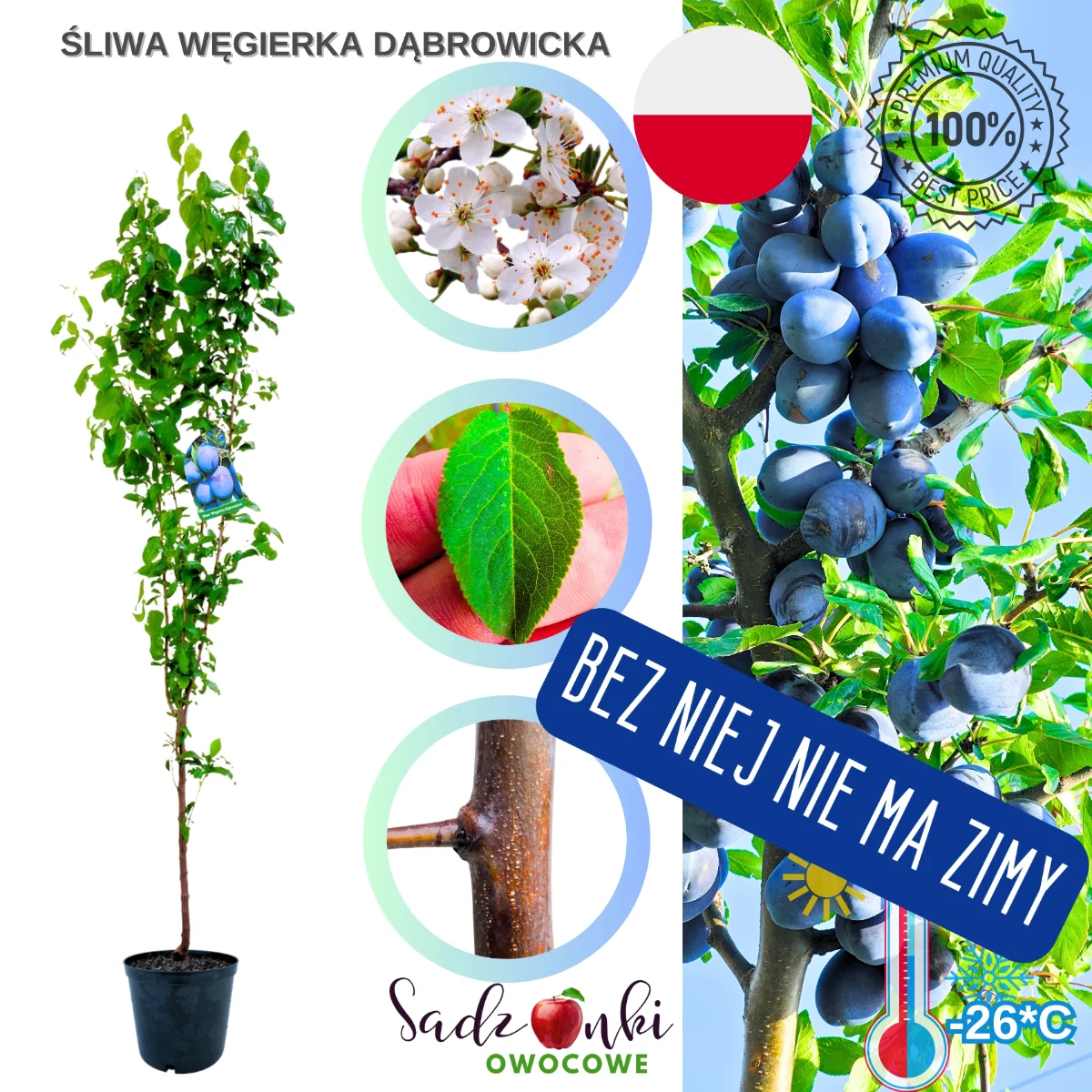śliwa węgierka dąbrowicka sadzonka drzewa owocowego gotowa do sadzenia