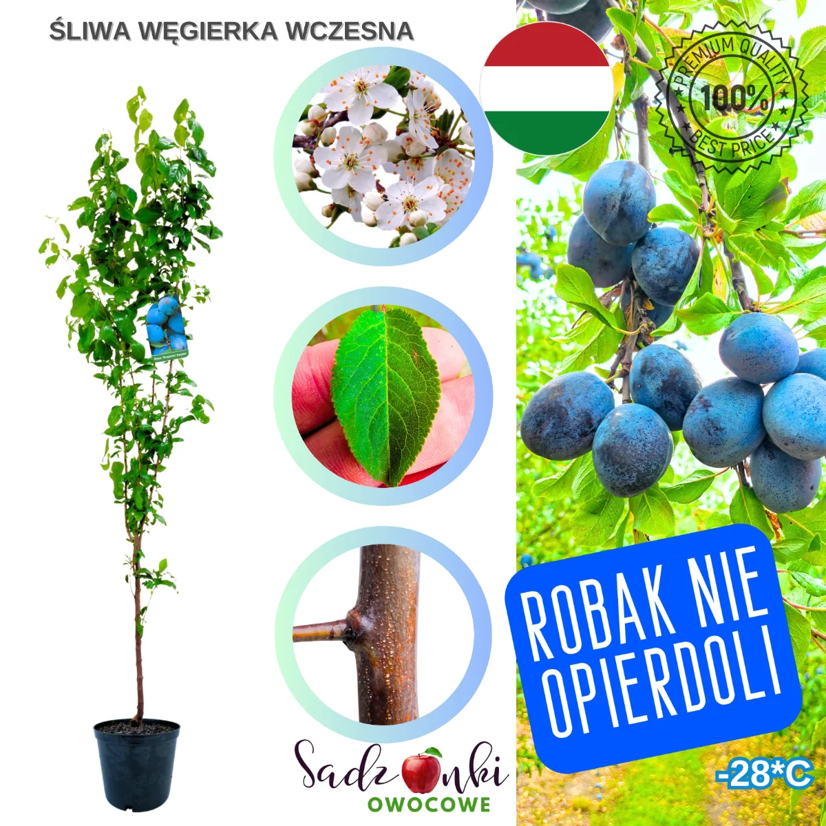 węgierka wczesna – sadzonka śliwy w donicy, wczesna odmiana do ogrodu