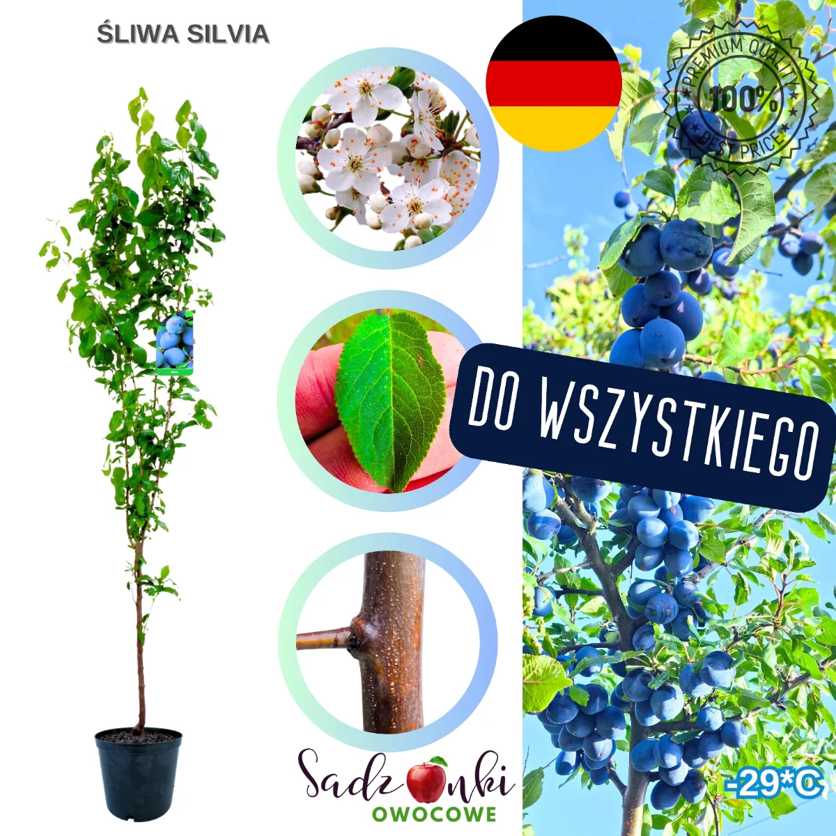 śliwa sylwia – sadzonka drzewa owocowego z bryłą korzeniową, gotowa do sadzenia w ogrodzie