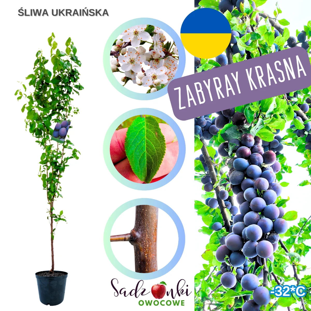 śliwa ukraińska sadzonka drzewka owocowego w donicy, przygotowana do sadzenia w ogrodzie