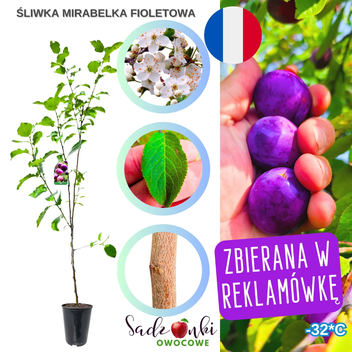 śliwa mirabelka fioletowa sadzonka drzewka owocowego gotowa do sadzenia w ogrodzie