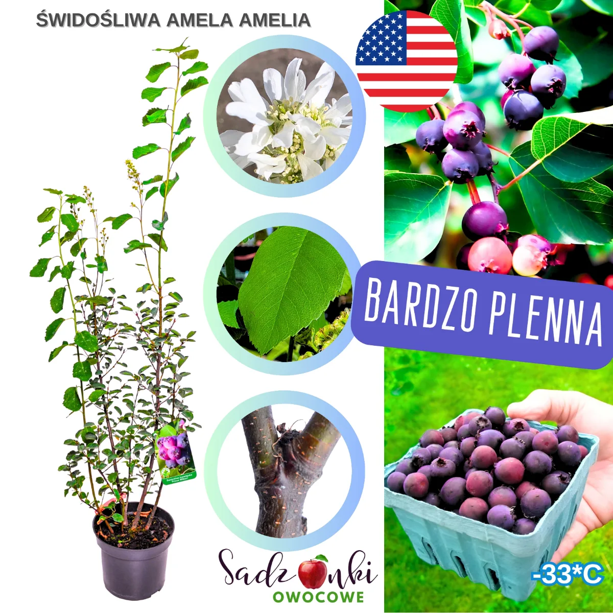 świdośliwa amela sadzonka w doniczce – silna roślina owocowa z produkcji szkółkarskiej, przygotowana do sadzenia