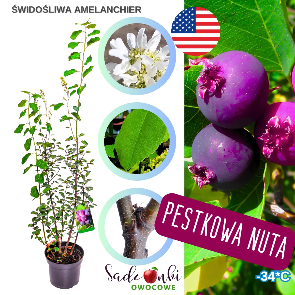 świdośliwa amelanchier sadzonka w doniczce krzew owocowy ze szkółki drzew i krzewów