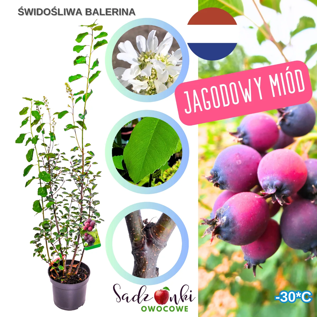 świdośliwa balerina sadzonka w doniczce – krzew owocowy ze szkółki