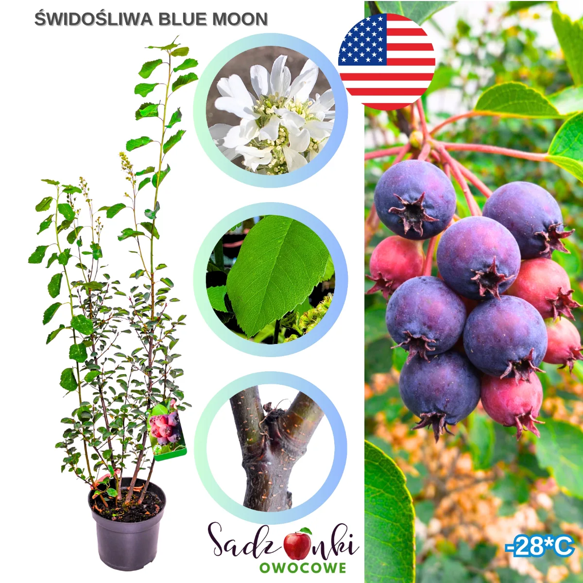 świdośliwa bluemoon sadzonki krzew owocowy z dużymi owocami do ogrodu