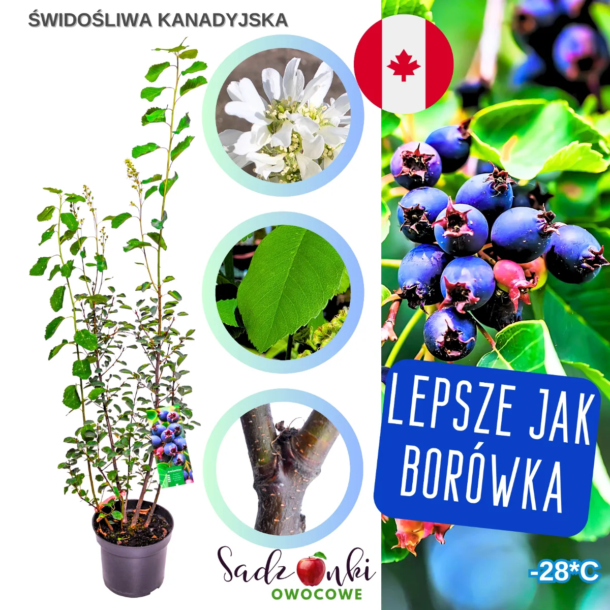 świdośliwa kanadyjska sadzonka w pojemniku – odporna roślina owocowa z polskiej szkółki, gotowa do posadzenia