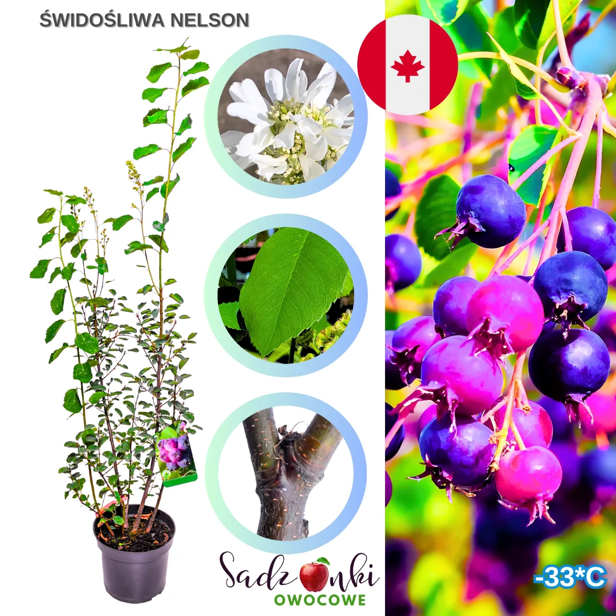 świdośliwa nelson sadzonka w doniczce z rozwiniętym systemem korzeniowym do uprawy przydomowej