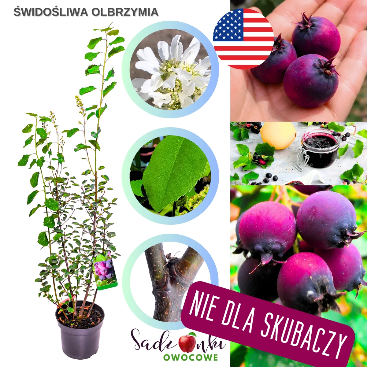 Świdośliwa olbrzymia sadzonka krzewu owocowego w doniczce – odmiana o dużych owocach do uprawy ogrodowej