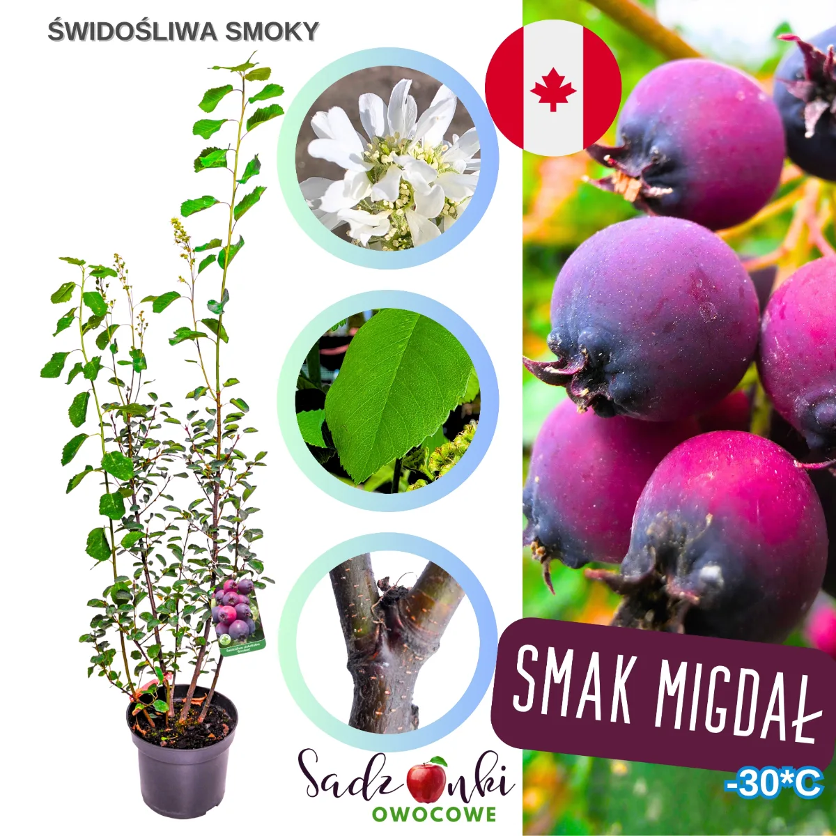 świdośliwa smoky sadzonka w doniczce, silny krzew owocowy z rozwiniętą bryłą korzeniową