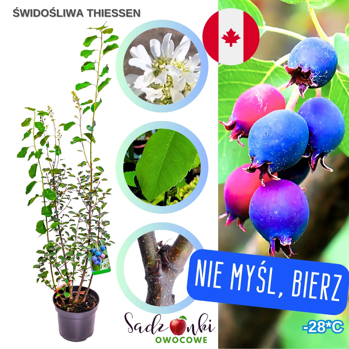 świdośliwa thiessen sadzonka w doniczce – plenna odmiana owocowa z polskiej szkółki, gotowa do sadzenia