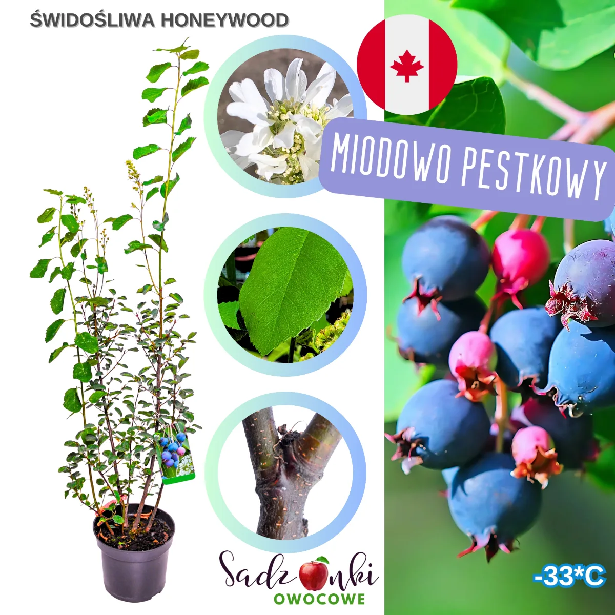 świdośliwa honeywood sadzonka owocowa z polskiej szkółki gotowa do sadzenia w ogrodzie