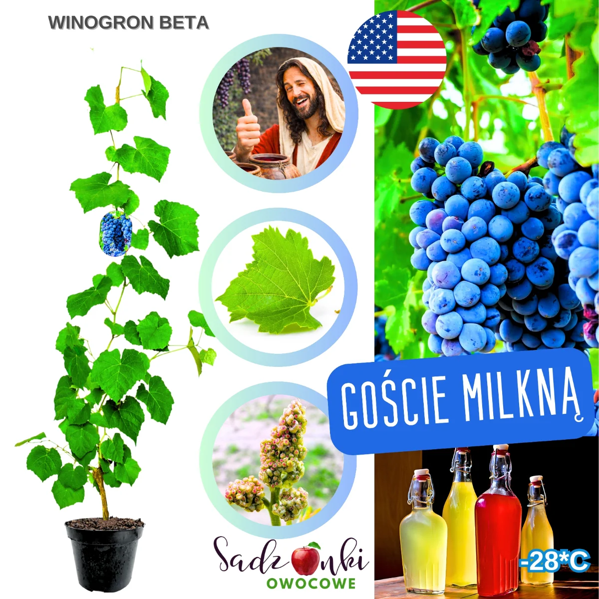 winogron beta winogrona na wino – sadzonka winorośli winiarskiej odpornej na mróz do uprawy amatorskiej