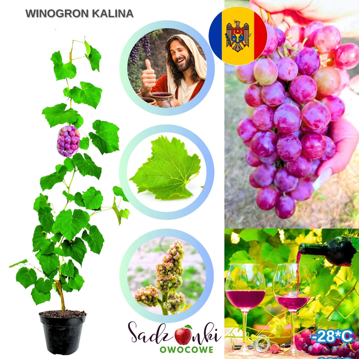 winogron kalina – mołdawskie czerwone winogrona deserowe, sadzonka do ogrodu