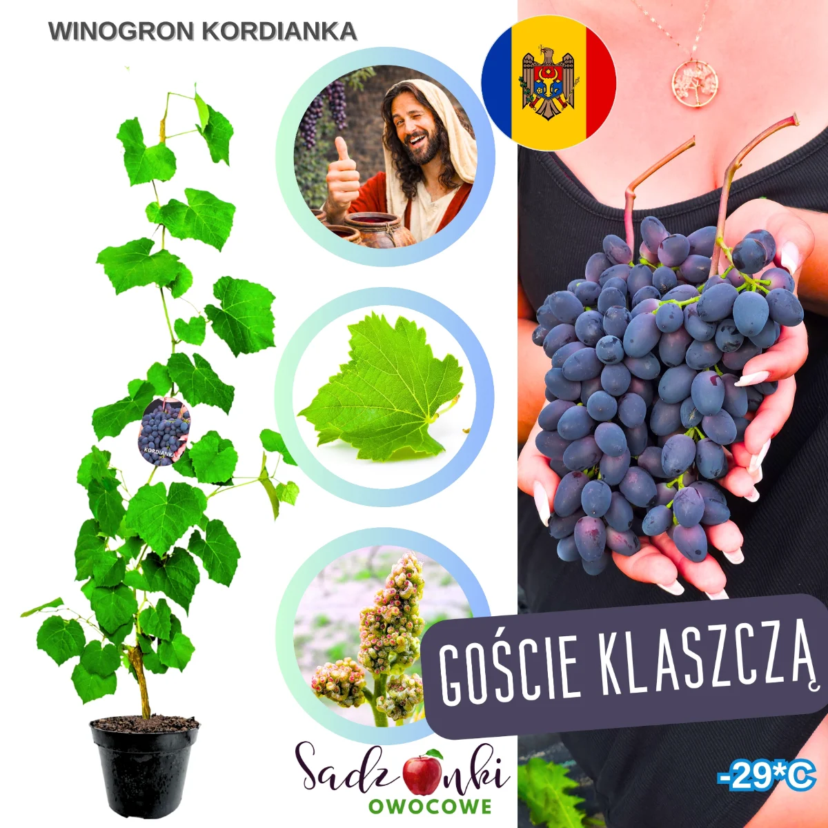 winogron kordianka ciemne winogrona deserowe krzew winorośli o dużych gronach