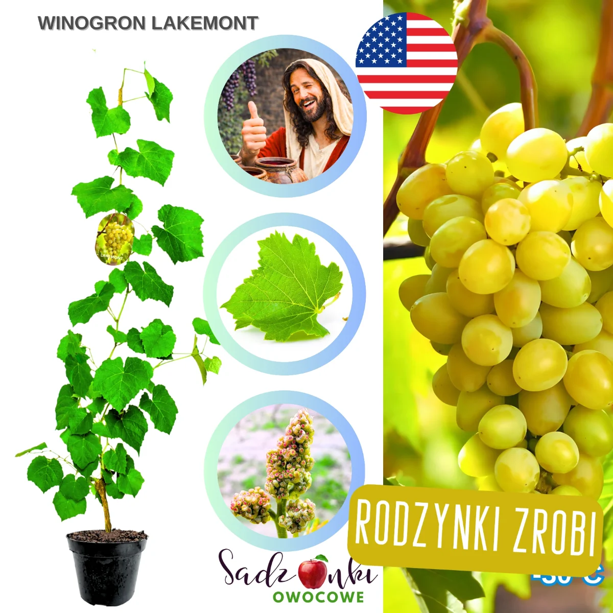 winogron lakemont – biały bezpestkowy winogron deserowy, sadzonka winorośli