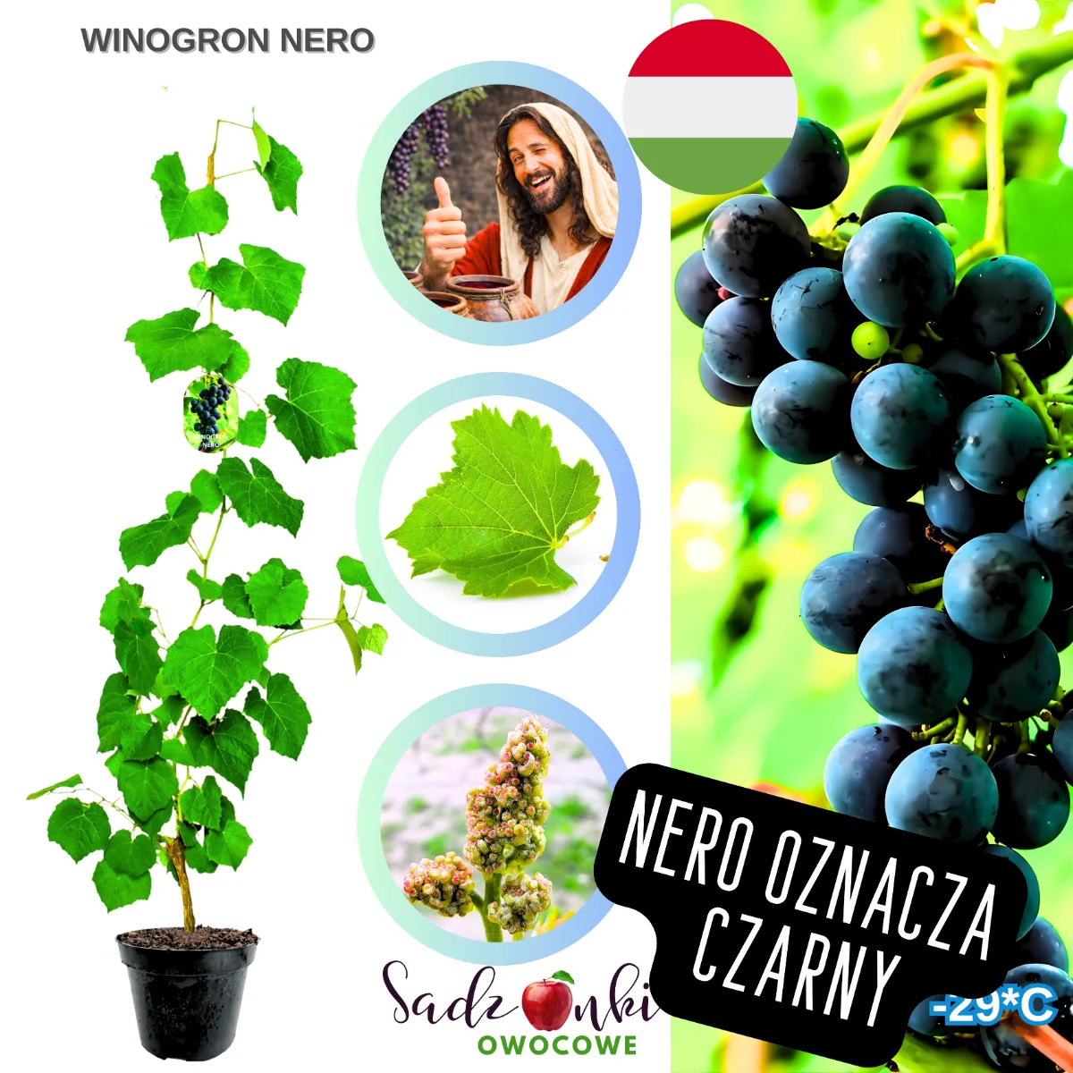 winogron nero – ciemne winogrona deserowe o słodkich owocach do ogrodu