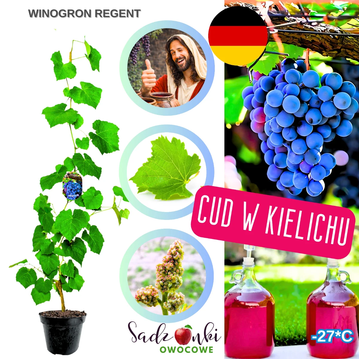 winogron regent winogrona na wino – sadzonka winorośli winiarskiej odpornej na mróz do uprawy amatorskiej