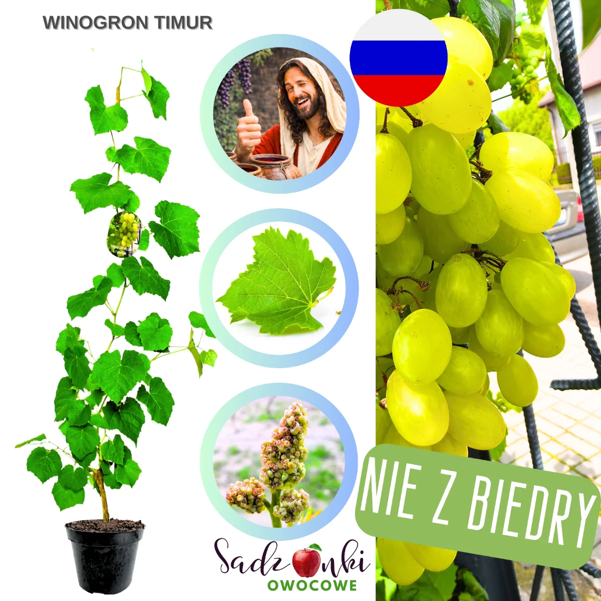 winogron timur – białe winogrona deserowe o słodkich owocach do ogrodu