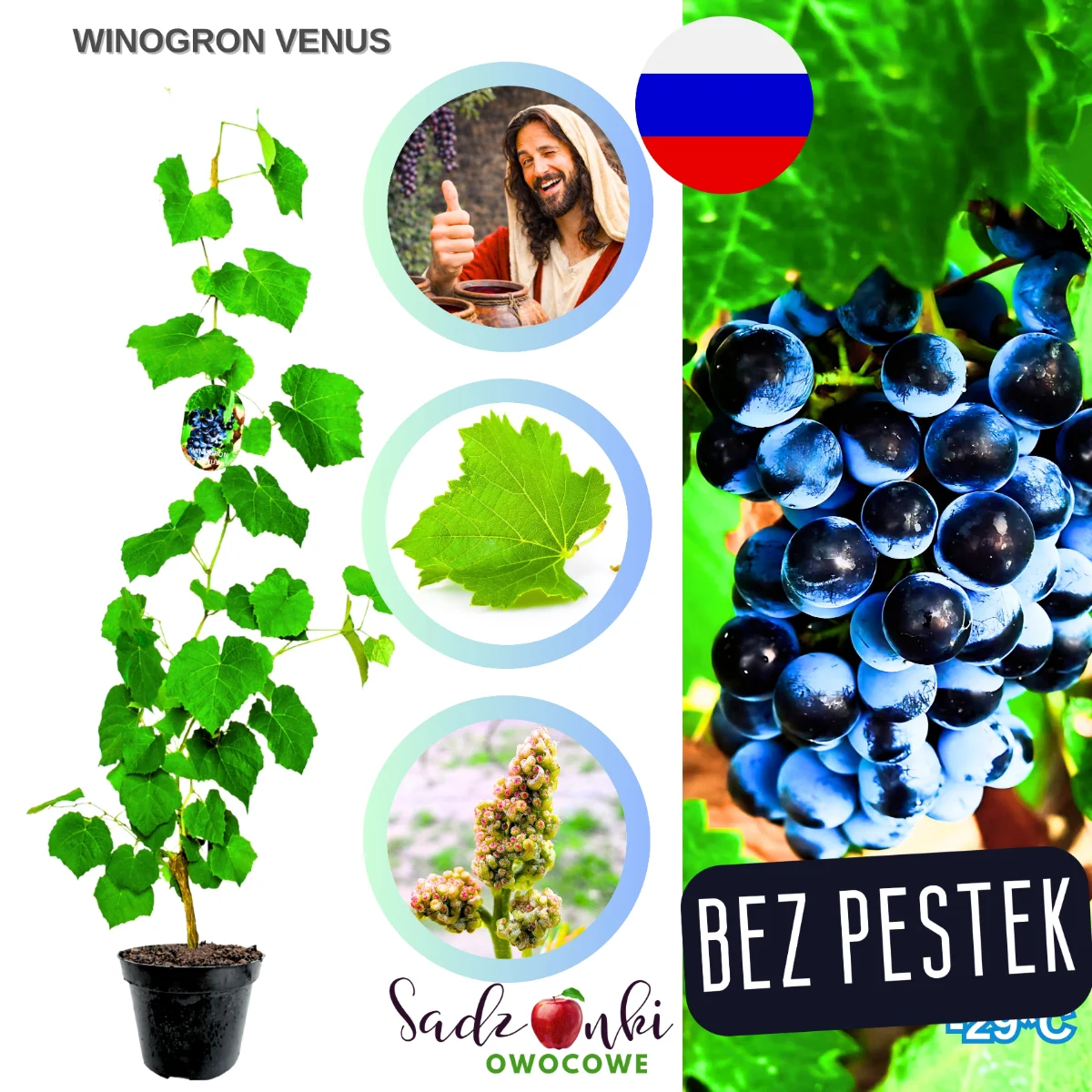 winogron venus – fioletowe bezpestkowe winogrona deserowe do ogrodu