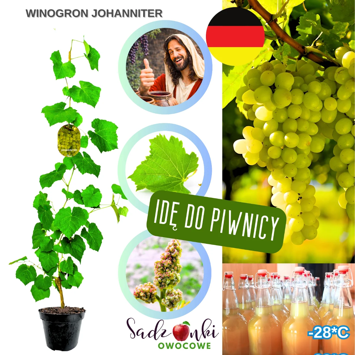 winogron johanniter – jasne winogrona na wino, sadzonka winorośli w donicy gotowa do sadzenia
