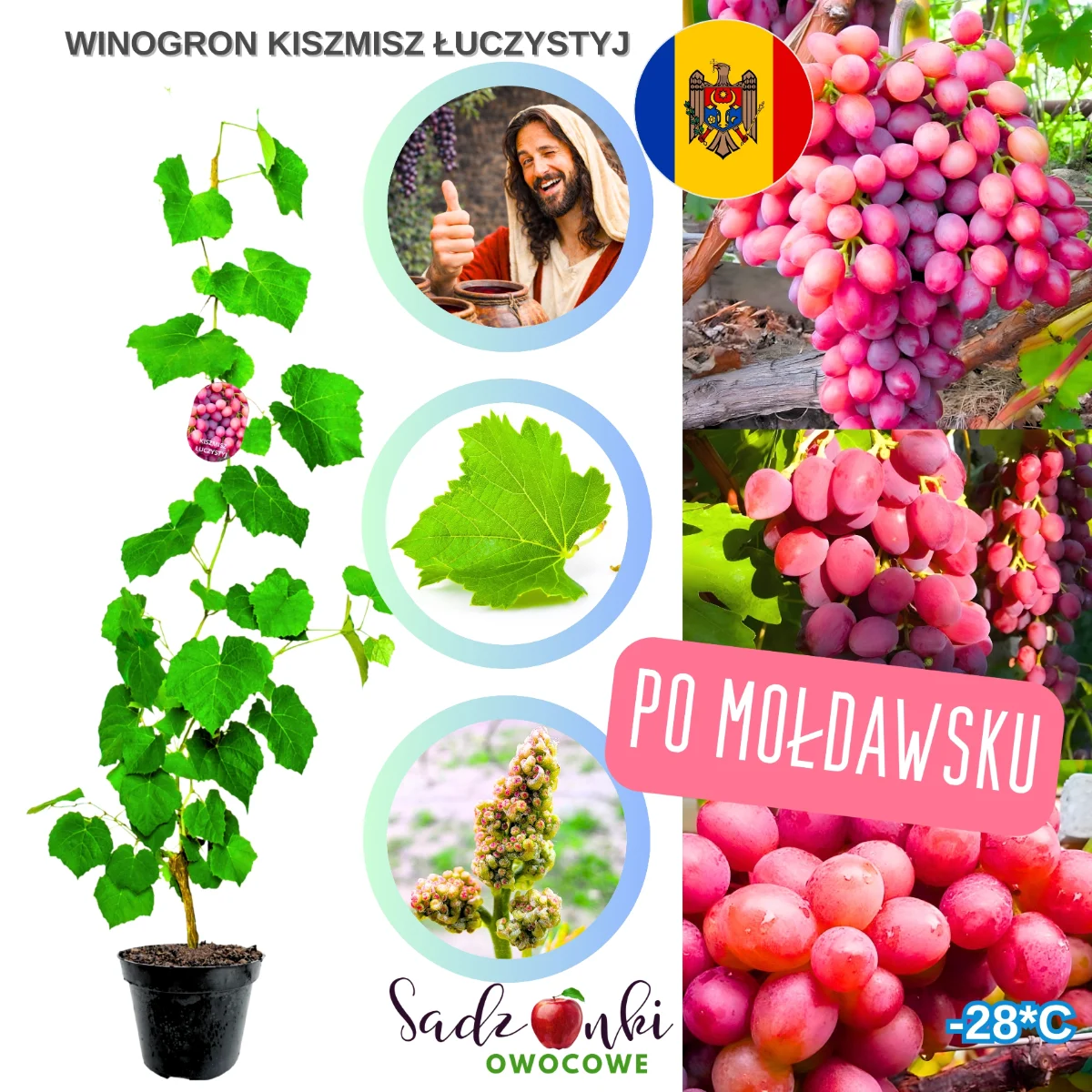 winogron kiszmisz – winogrono bezpestkowe deserowe, sadzonka winorośli w donicy z zielonymi liśćmi i kiściami różowych owoców