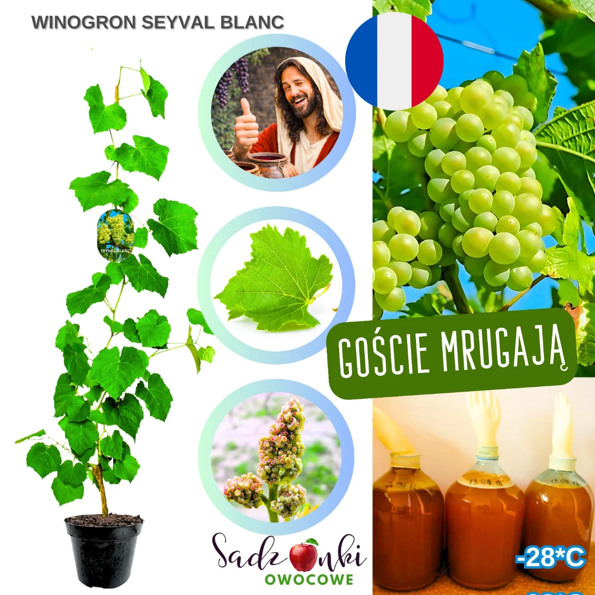 winogron seyval blanc – sadzonka jasnej winorośli na wino w donicy