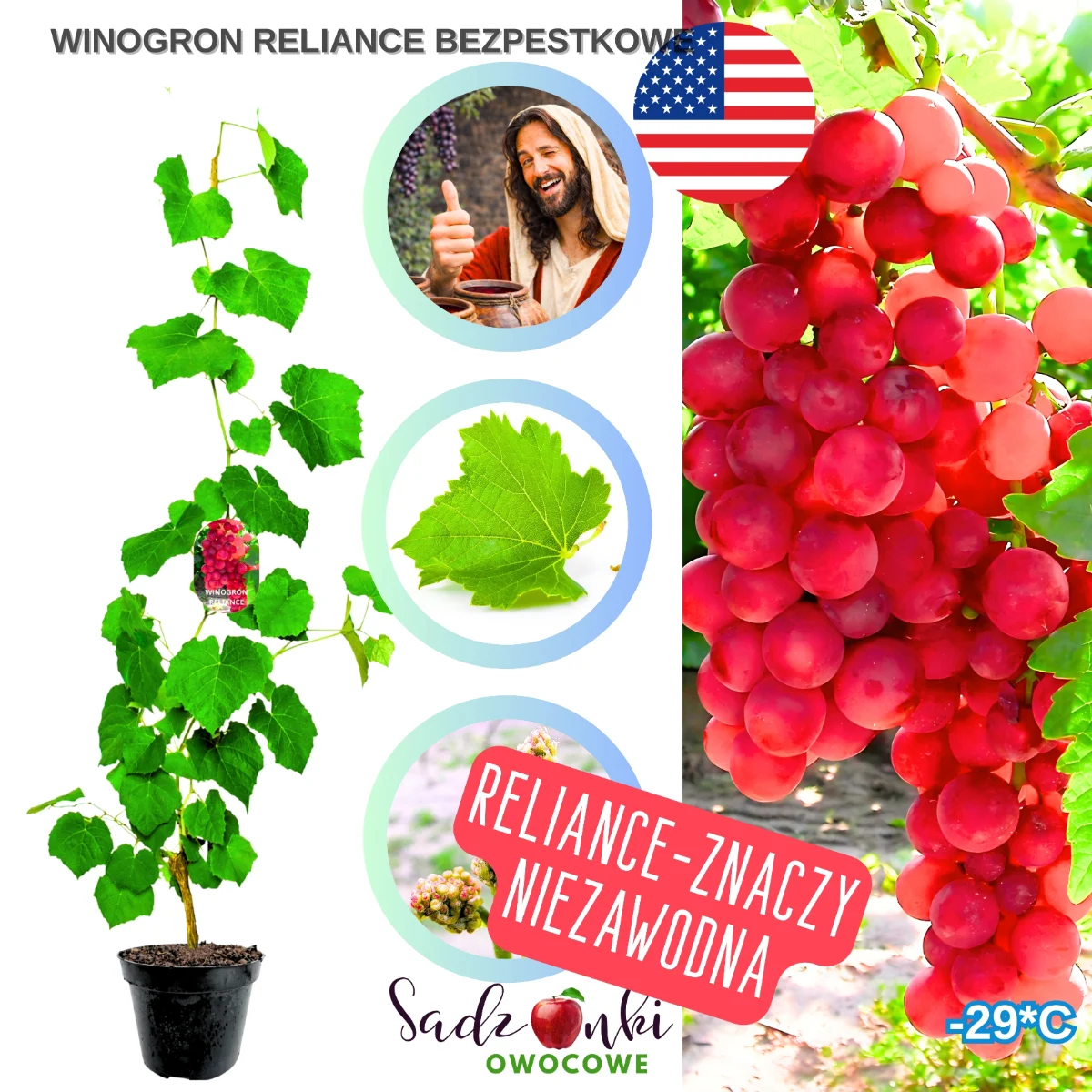 winogron reliance – czerwone bezpestkowe winogrona deserowe do ogrodu