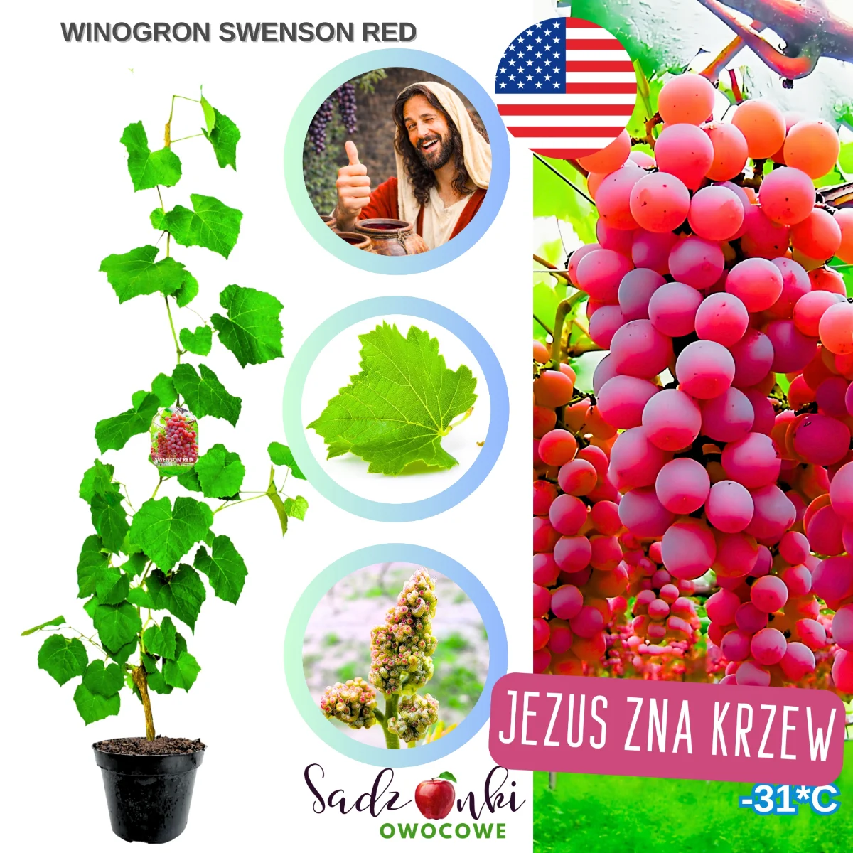 winogron swenson red czerwony deserowy krzew winorośli w donicy