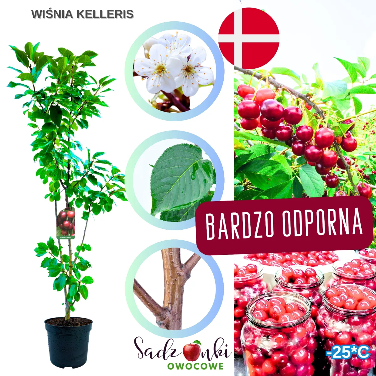 wiśnia Kelleris sadzonka wiśni – drzewo wiśniowe do ogrodu i na działkę