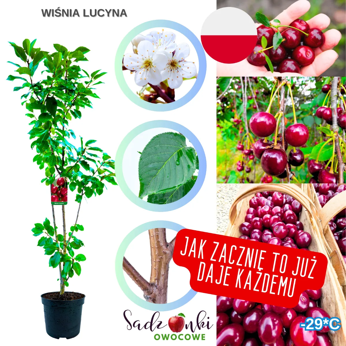 wiśnia Lucyna sadzonki wiśni – drzewko wiśniowe do ogrodu przydomowego