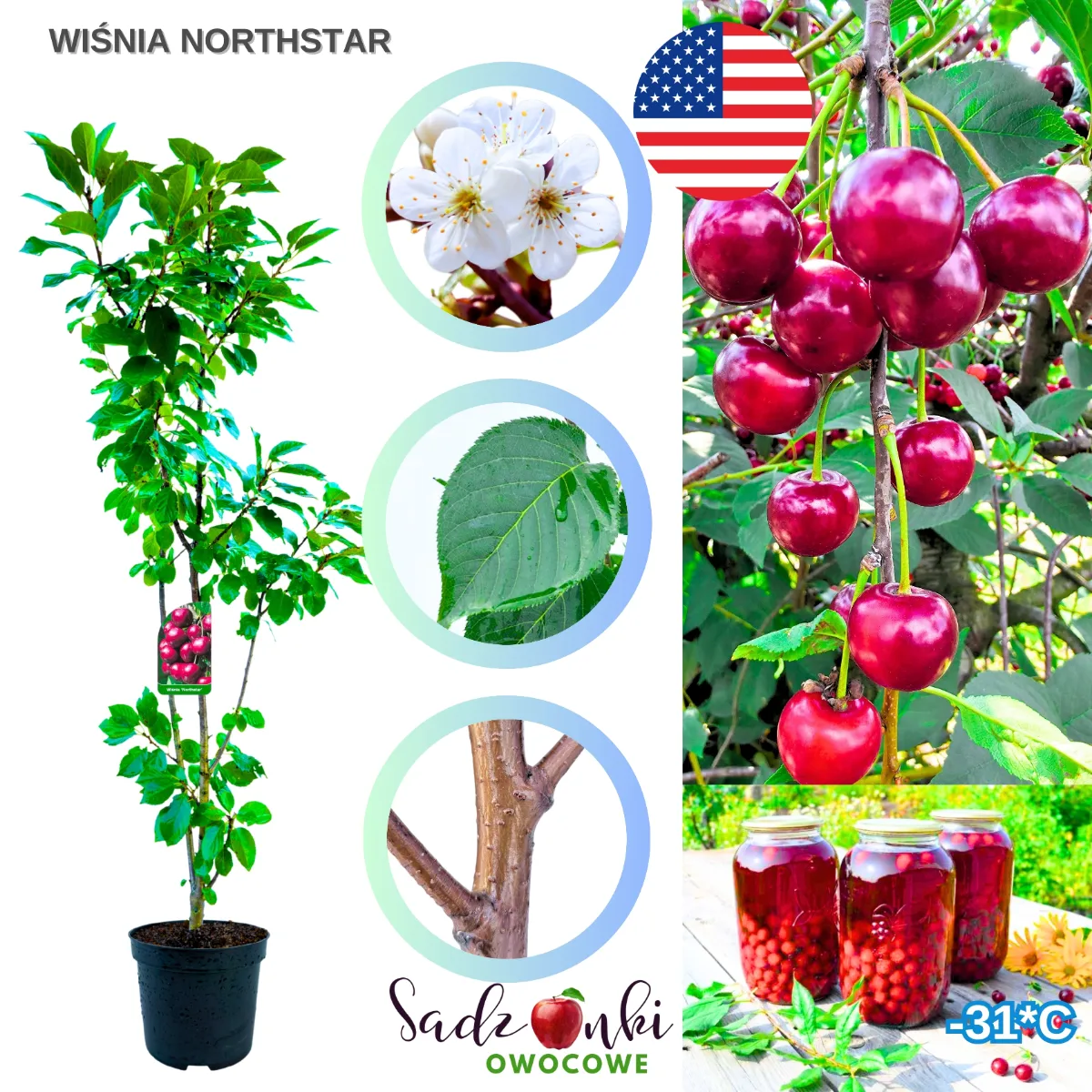 wiśnia Northstar sadzonka wiśni – drzewka wiśni do ogrodu, drzewo owocowe