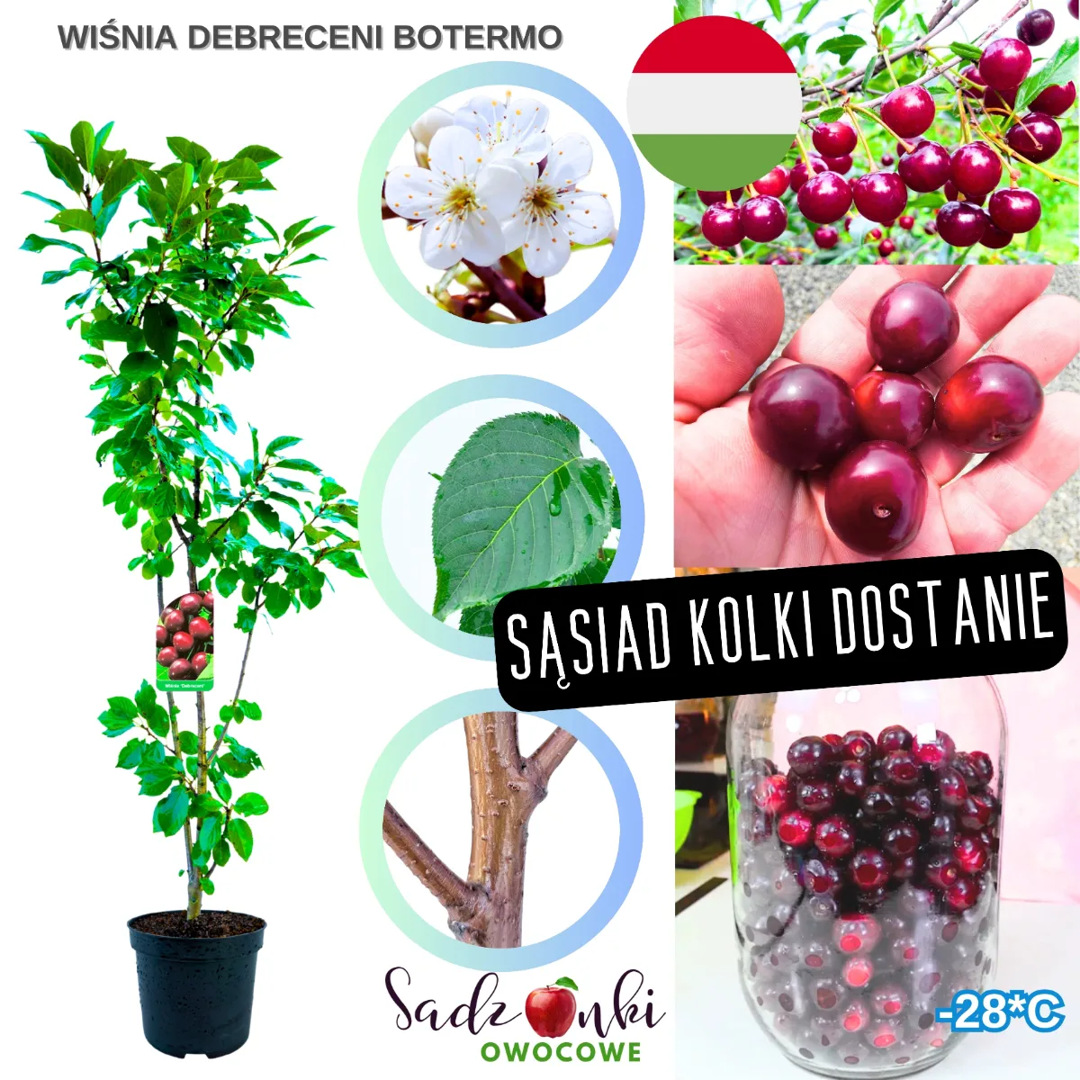 wiśnia Debreceni Botermo sadzonka wiśni – drzewo owocowe do ogrodu przydomowego