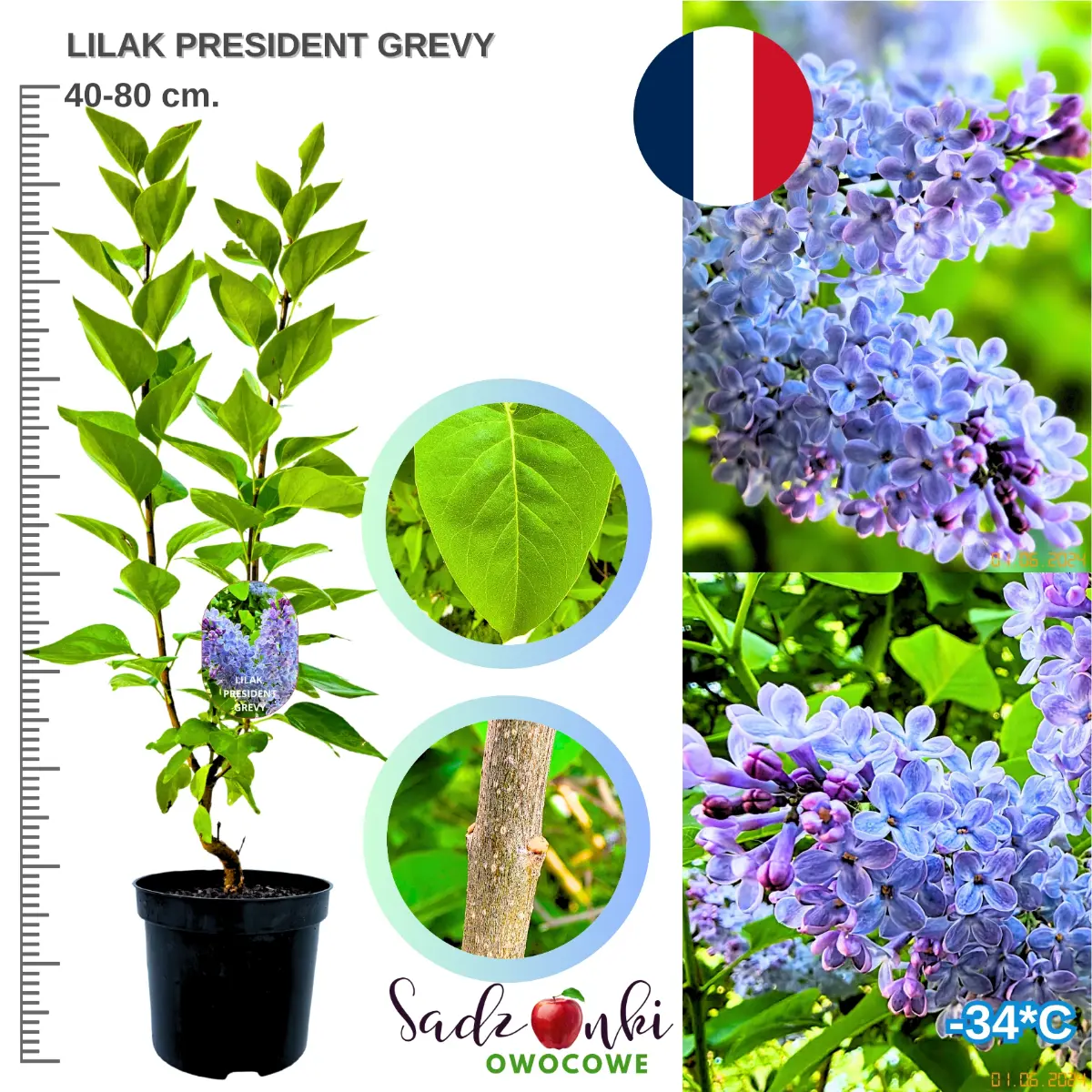 lilak president grevy krzew bez lilak w donicy 40-80 cm.