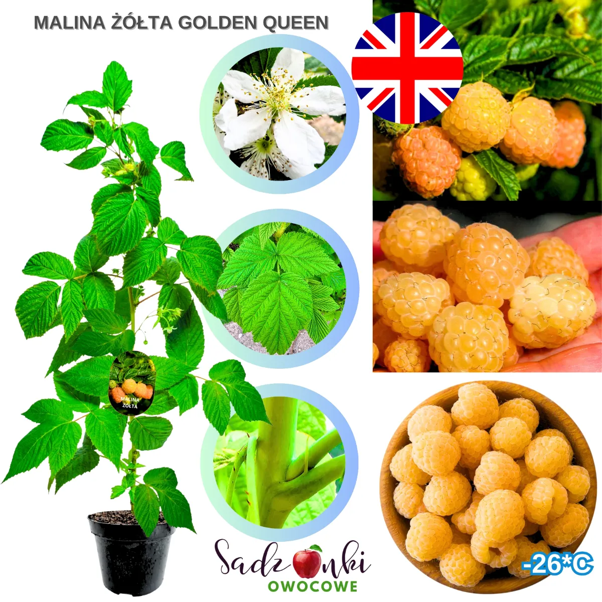 malina żółta golden queen sadzonka malin w doniczce ze szkółki ogrodniczej o jasnych owocach