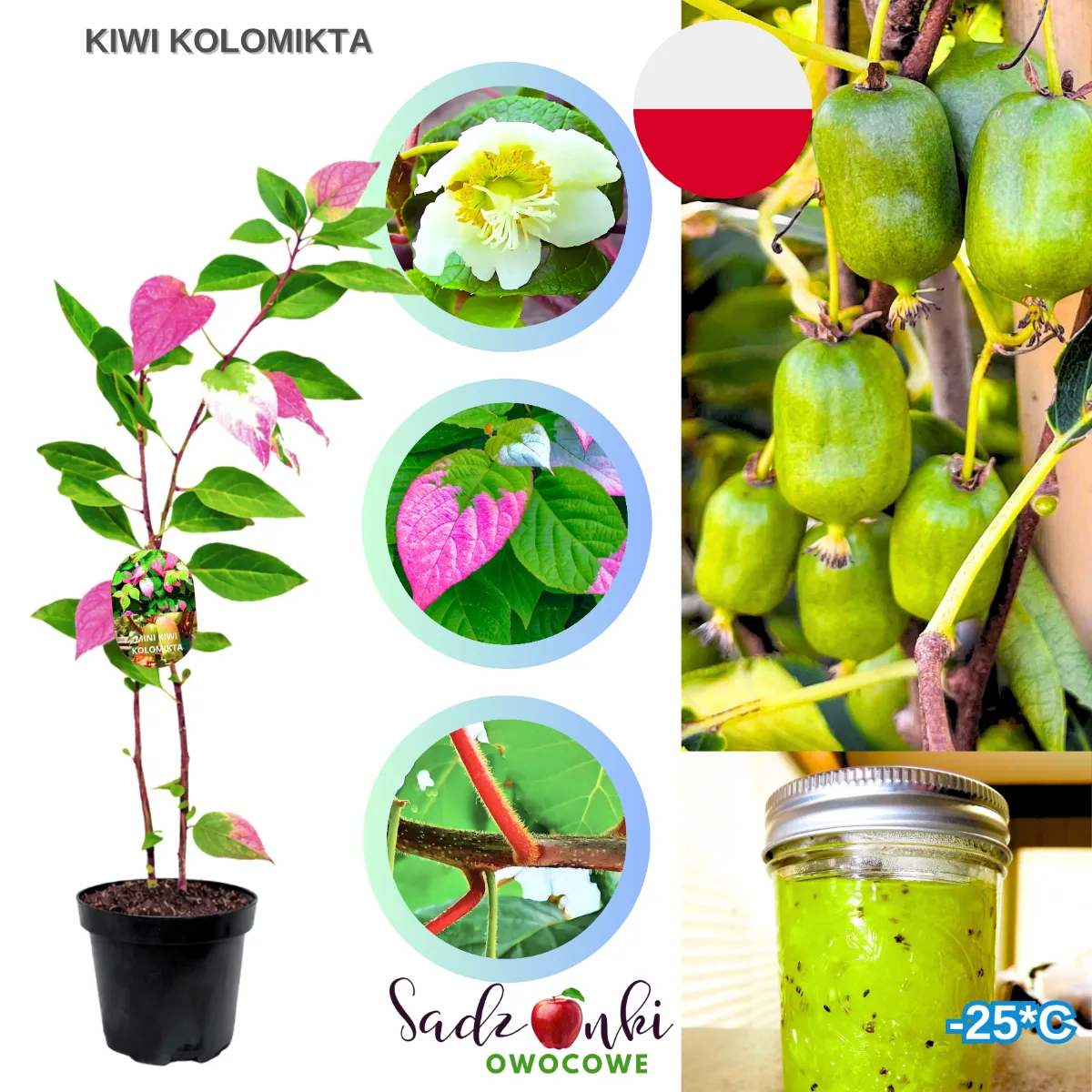 Kiwi kolomikta sadzonka z dwukolorowymi liśćmi i zielonymi owocami
