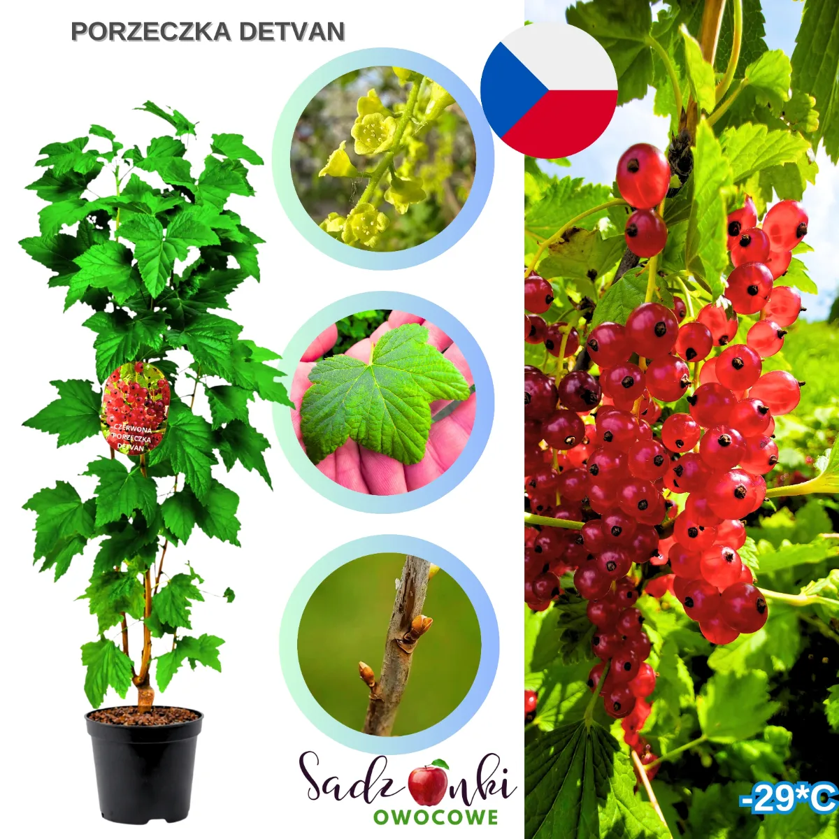 porzeczka detvan sadzonka krzewu owocowego odmiana o obfitym plonowaniu i aromatycznych owocach