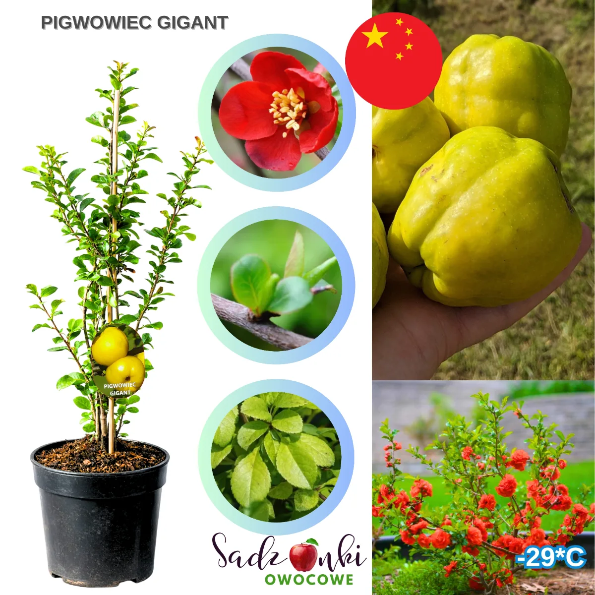 Pigwowiec japoński gigant krzew owocowy w donicy z dużymi owocami