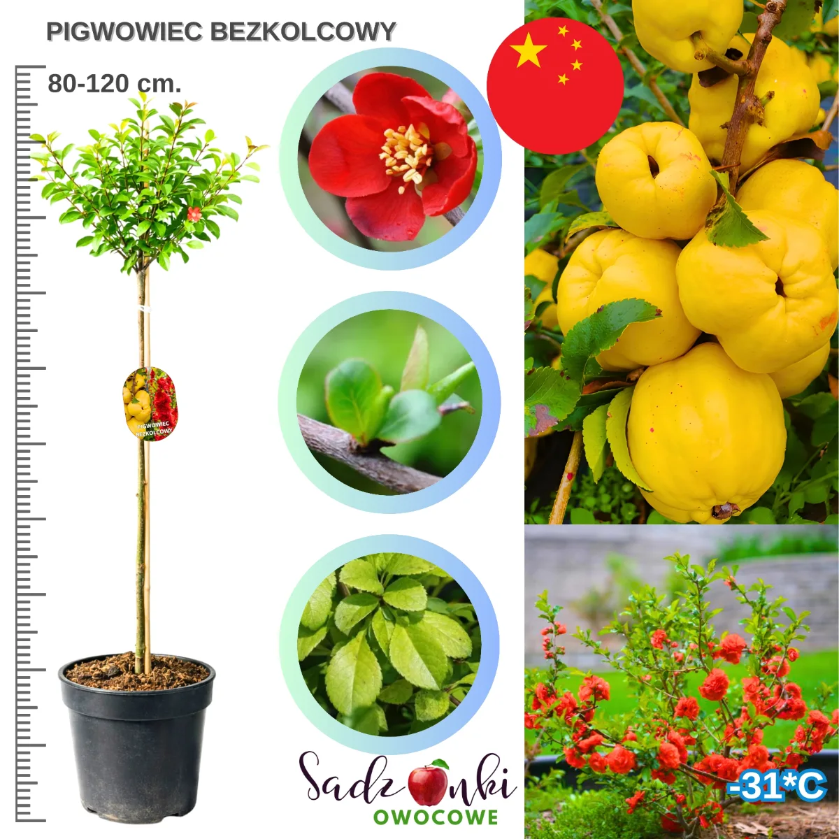 Pigwowiec na pniu bezkolcowy 80-120 cm sadzonka w donicy forma dekoracyjna z owocami